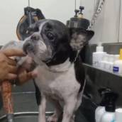  BANHO em cães e gatos de fim estético e terapêutico, para o cuidado das  alterações dermatológicas