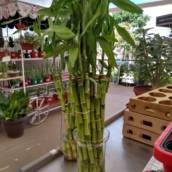 Bambu da Sorte