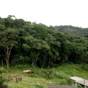 Terreno Rural - Estrada da Serrinha - São Roque