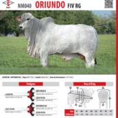Touro Nelore Oriundo FIV RG (NM040)