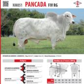 Touro Nelore Pancada FIV RG (NM051)