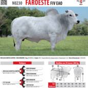 Touro Nelore Faroeste FIV EAO (N0230)