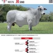 Touro Nelore JK SINO (N0376)