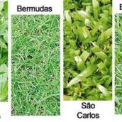 GRAMAS E INSUMOS 