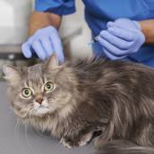 Medicina Felina em Americana 