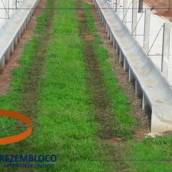 Cocho Modelo Tipo U - Confinamento e Semi