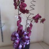 Orquídeas 