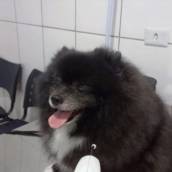 LASERTERAPIA DE BAIXA INTENSIDADE PARA AÇÃO ANTINFLAMATÓRIA E CICATRIZANTE