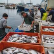 Contabilidade para Pescado e Cadeia Portuária