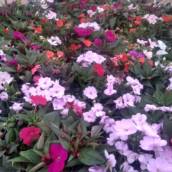 Impatiens
