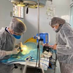 Castração de animais 