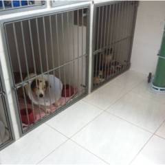 Internação pet 