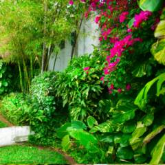 Flores de Alta Qualidade em Águas de Santa Bárbara