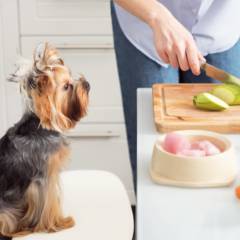 Formulação de Alimentação Natural 
