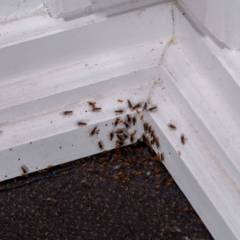 Dedetizadoras para Insetos Rasteiros em Santa Bárbara SP