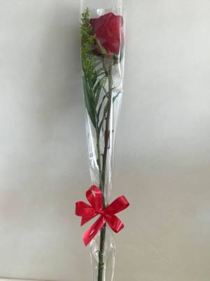 Botao De Rosa Vermelho Para Presente Em Ourinhos Sp Classificados Solutudo