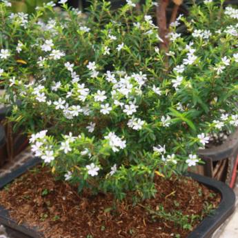 Comprar o produto de Erica em A Classificar em Botucatu, SP por Solutudo