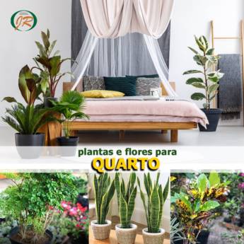 Comprar o produto de Plantas e Flores Ideais para o Quarto  em Paisagismo pela empresa JR Gramas & Paisagismo em Americana, SP por Solutudo
