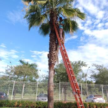 Comprar o produto de Podas Profissionais – Souza Jardinagem em Santa Cruz do Rio Pardo em Jardinagem em Santa Cruz do Rio Pardo, SP por Solutudo