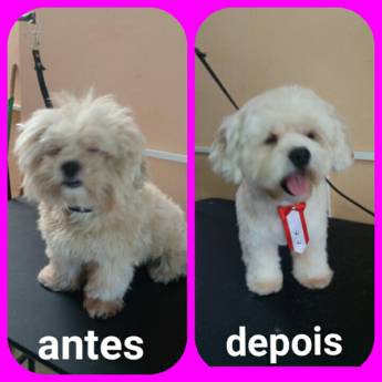 Comprar o produto de Tosa alta tesoura  em Pet Shop em Bauru, SP por Solutudo