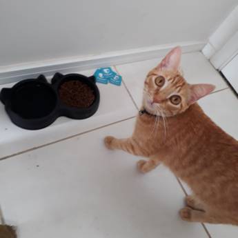 Comprar o produto de Pet Sitter - Babá de Animais em Animais em Bauru, SP por Solutudo