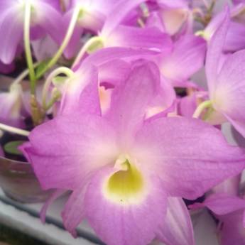 Comprar o produto de Orquídeas  em A Classificar em Botucatu, SP por Solutudo