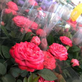 Comprar o produto de Rosas  em Floriculturas em Botucatu, SP por Solutudo