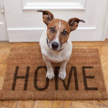 Comprar o produto de Atendimento Veterinário a domicílio em Iacanga – Vetclin em Clínicas Veterinárias em Iacanga, SP por Solutudo