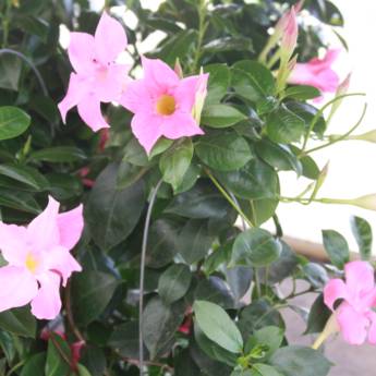 Comprar o produto de Dipladenia  em A Classificar em Botucatu, SP por Solutudo