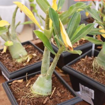 Comprar o produto de Rosa Do Deserto  em A Classificar em Botucatu, SP por Solutudo