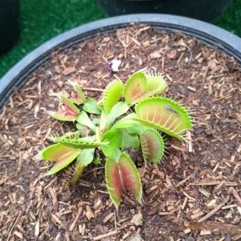 Comprar o produto de Planta Carnívora Dionéia   em A Classificar em Botucatu, SP por Solutudo