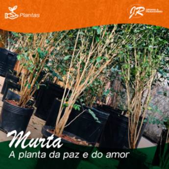 Comprar o produto de Planta Murta  em Plantas pela empresa JR Gramas & Paisagismo em Americana, SP por Solutudo