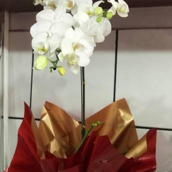 Comprar produto Orquídea Phalaenopsis  em Arranjo de Flores pela empresa Flor de lis - Floricultura e Presentes em Ourinhos, SP