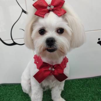 Comprar o produto de Tosa detalhada em Pet Shop em Bauru, SP por Solutudo