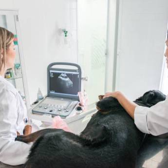 Comprar o produto de Ultrassonografia para Animais em Exames em Atibaia, SP por Solutudo