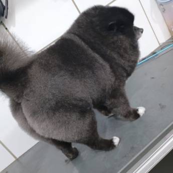 Comprar o produto de Trimming em Três Lagoas – Tosa Modeladora para Pets em Clínicas Veterinárias em Três Lagoas, MS por Solutudo