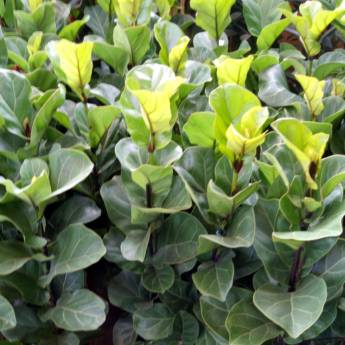 Comprar o produto de Paisagismo com Ficus Lyrata em Itapetininga em Plantas em Itapetininga, SP por Solutudo