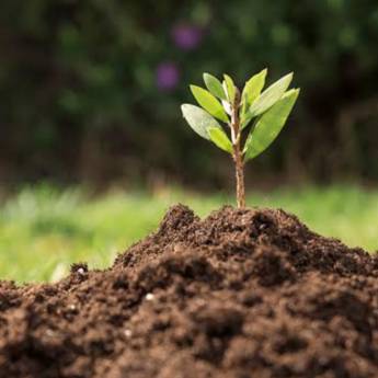 Comprar o produto de Recuperação de Áreas Degradadas em Jequié – Sustentabilidade Garantida em Serviços Ambientais em Jequié, BA por Solutudo