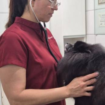 Comprar o produto de Consultas Médicas Veterinárias em Três Lagoas – Saúde e Cuidado em Clínicas Veterinárias em Três Lagoas, MS por Solutudo