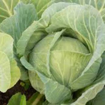 Comprar o produto de Repolho em Alimentos em Jundiaí, SP por Solutudo