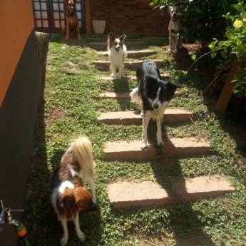 Comprar o produto de Cães de Porte Pequeno em Hospedagem em Atibaia, SP por Solutudo