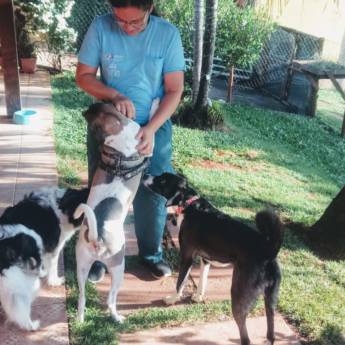 Comprar o produto de Cães de Porte Pequeno em Hospedagem em Atibaia, SP por Solutudo