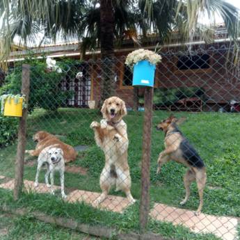 Comprar o produto de Cães de Porte Pequeno em Hospedagem em Atibaia, SP por Solutudo