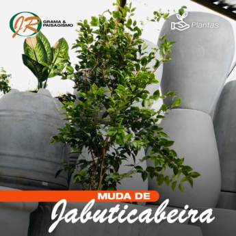 Comprar o produto de Planta Jaboticabeira em Plantas em Americana, SP por Solutudo