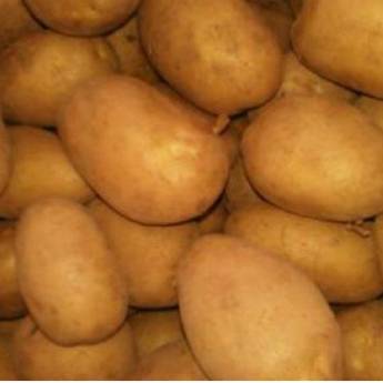 Comprar o produto de Batatas orgânicas em A Classificar em Jaboticabal, SP por Solutudo