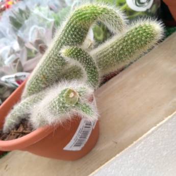 Comprar o produto de Rabo de Macaco em A Classificar pela empresa Botucatu Garden em Botucatu, SP por Solutudo