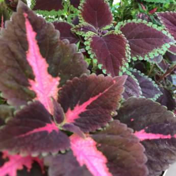 Comprar o produto de Cóleus  em Floriculturas pela empresa Botucatu Garden em Botucatu, SP por Solutudo