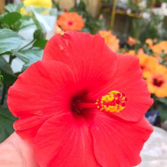 Comprar o produto de HIBISCOS  em Floriculturas em Botucatu, SP por Solutudo