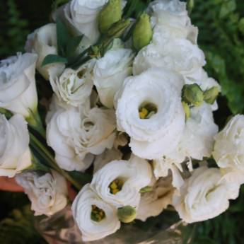 Comprar o produto de Lisianthus  em A Classificar em Botucatu, SP por Solutudo