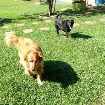 Comprar o produto de Cães de Porte Grande em Hospedagem em Atibaia, SP por Solutudo